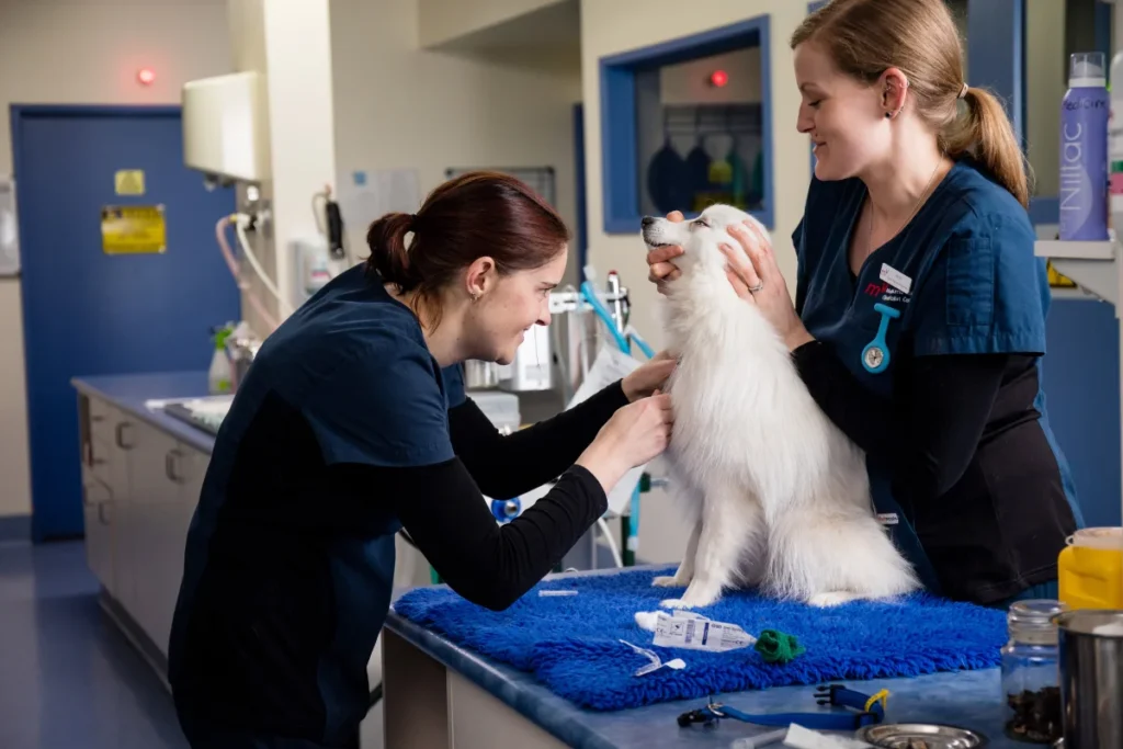 Internal Medicine department at Melbourne Veterinary Specialists