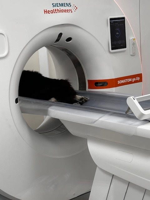 CT machine at Melbourne Veterinary Specialist Centre